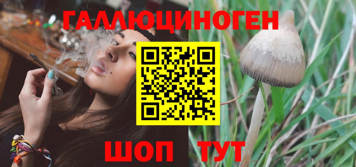 Псилоцибиновые грибы Psilocybine cubensis Северск
